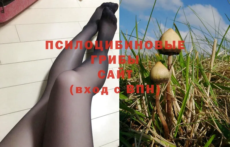 OMG ссылка  Богданович  Псилоцибиновые грибы MAGIC MUSHROOMS 